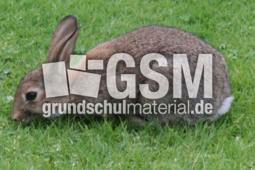 Wild-Kaninchen 001.jpg